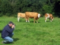 Gerard Brickley, Celtic Pedigree Herd simmental