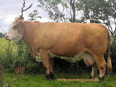Marywood Polled Wstern HP